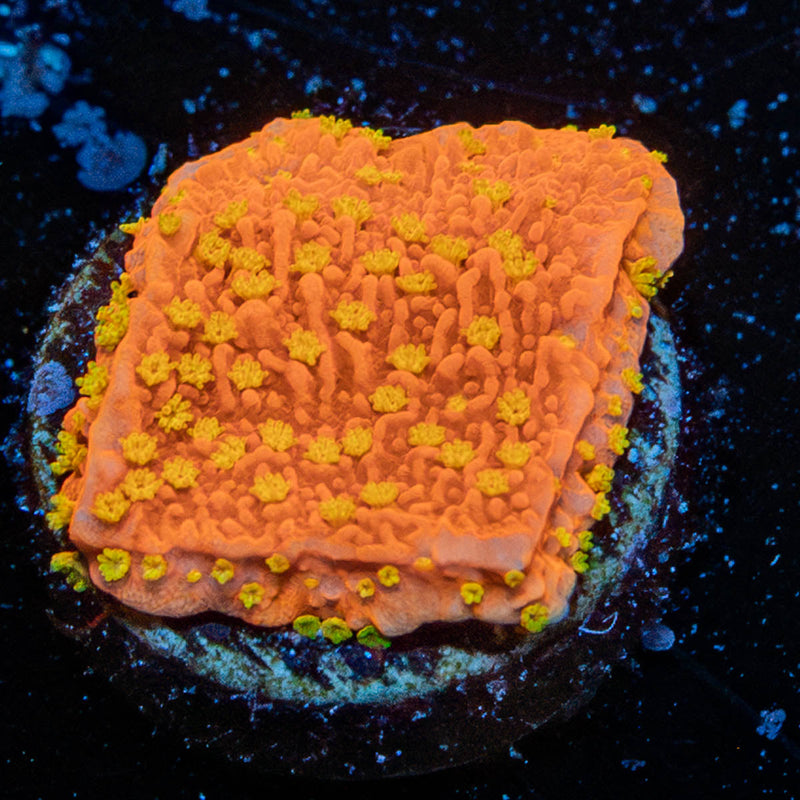 Starburst Cap Montipora
