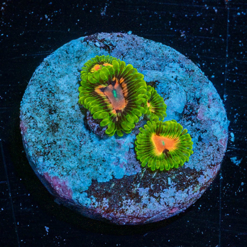 Pink Plasma Zoanthid