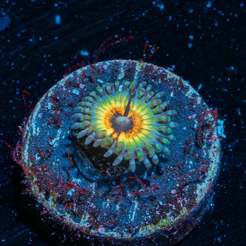 Sonic Flare Zoanthid