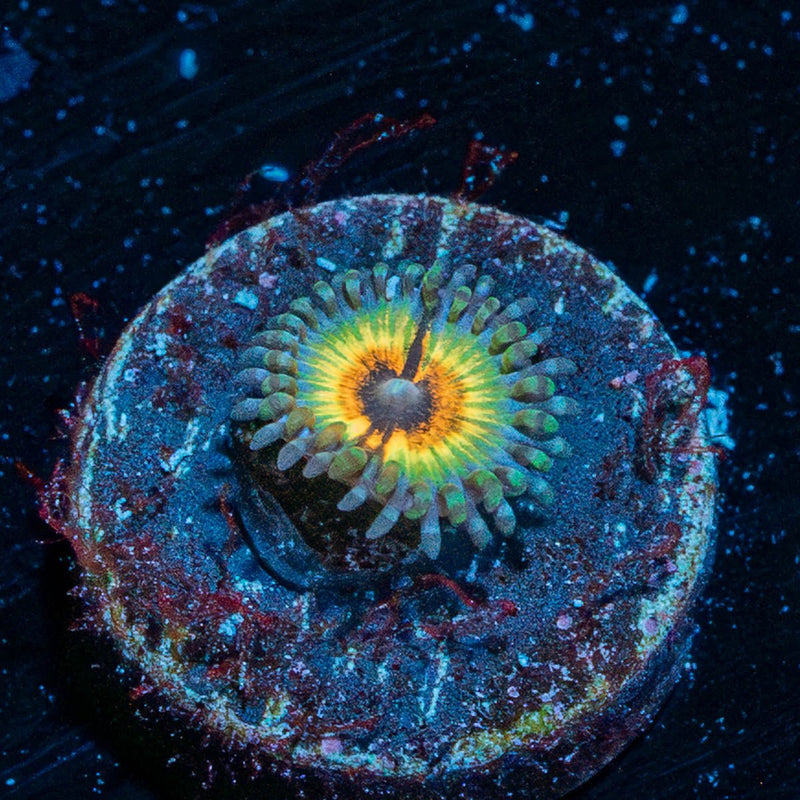 Sonic Flare Zoanthid