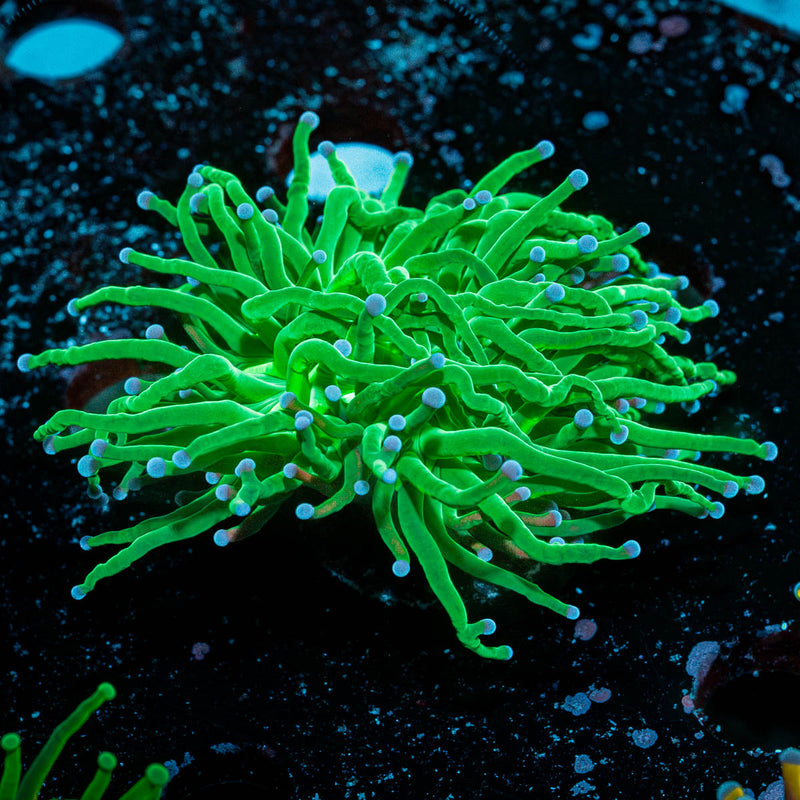 Green with Blue Tipped Torch