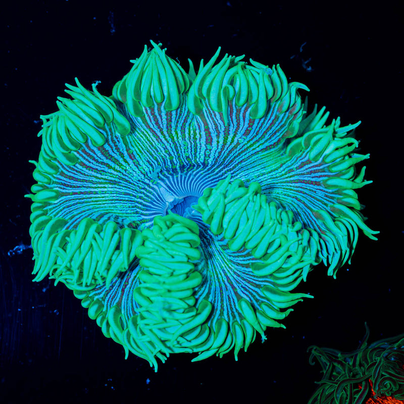 Ultra Rock Flower Anenome