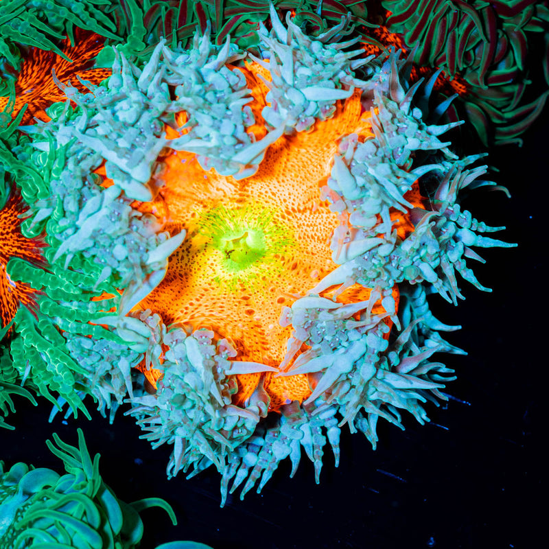 Ultra Rock Flower Anenome