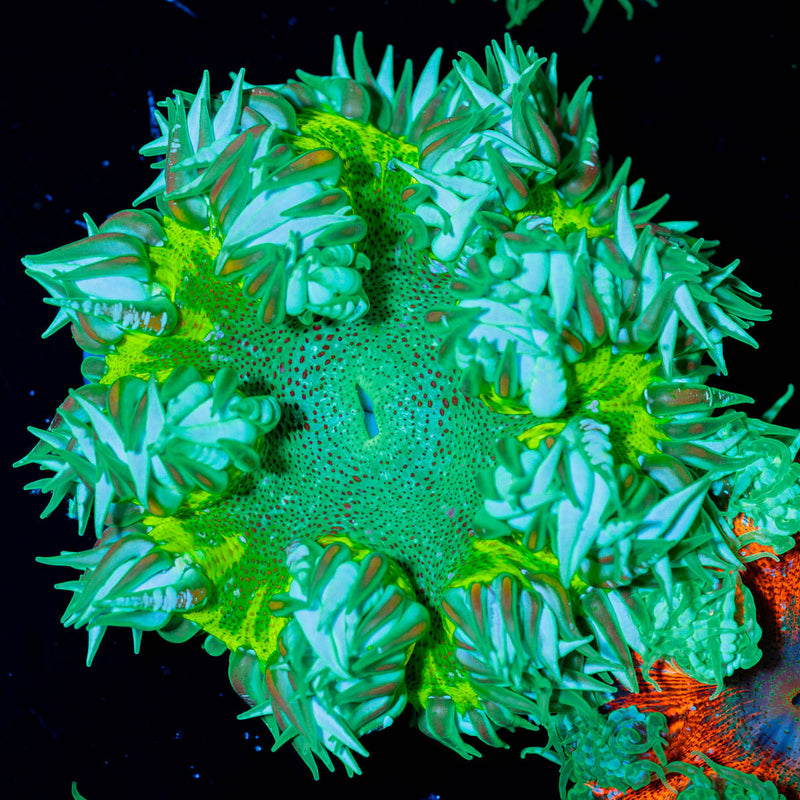 Ultra Rock Flower Anenome