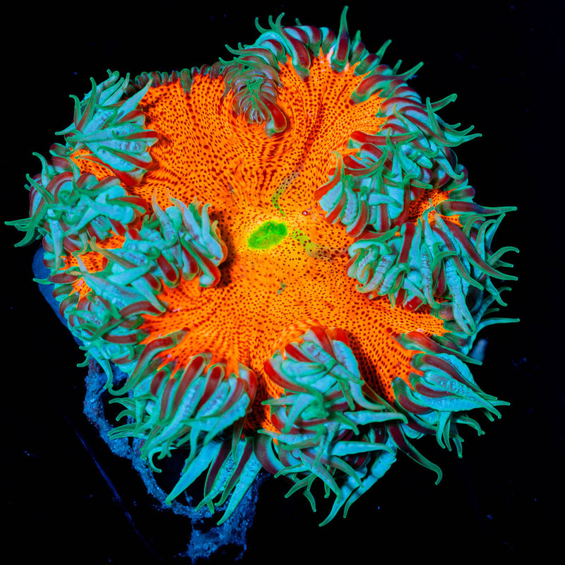 Ultra Rock Flower Anenome