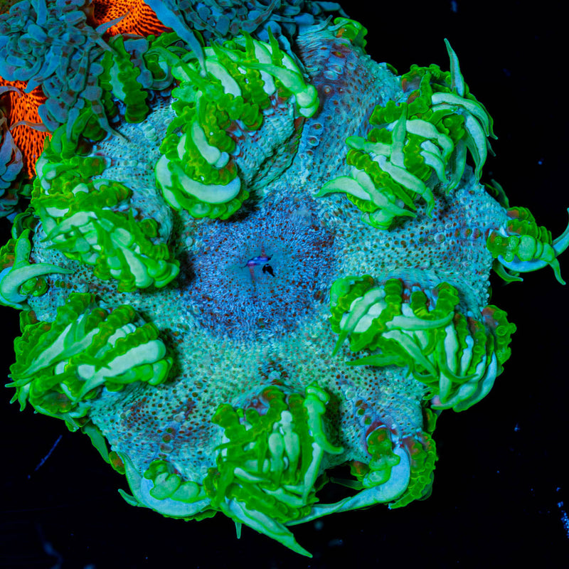 Ultra Rock Flower Anenome