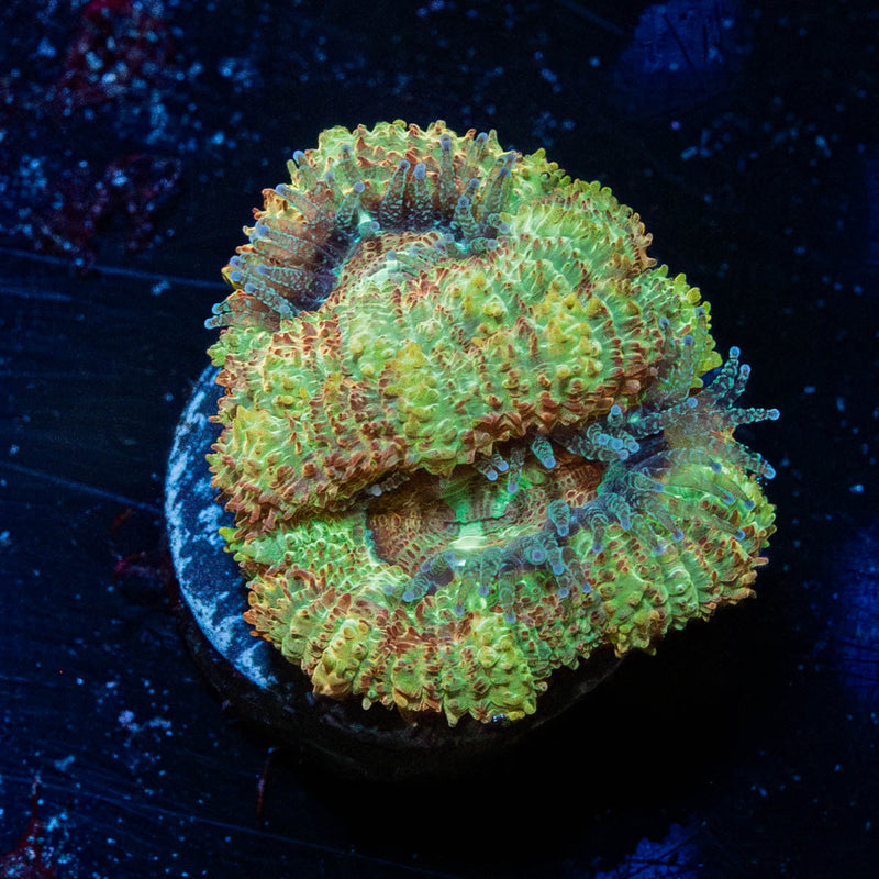 Moonlight Asian Acan