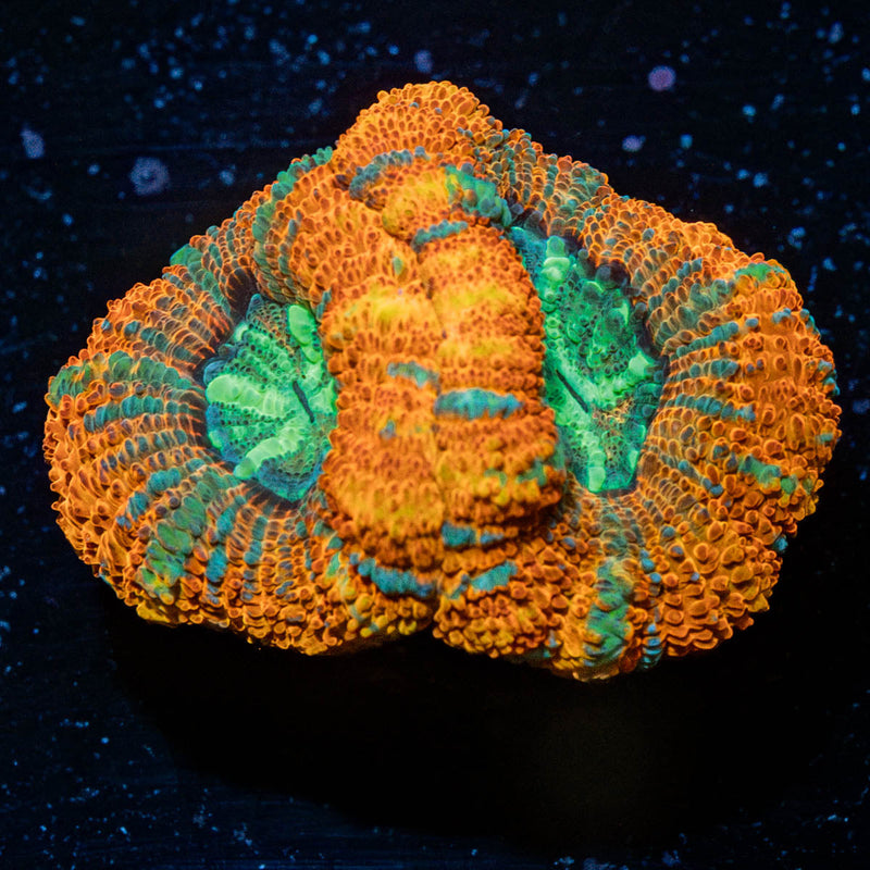 Rainbow Acan