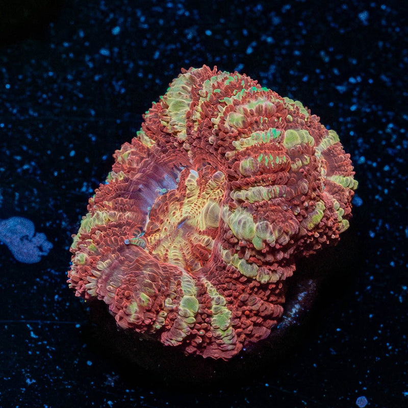 Red Panda Asian Acan