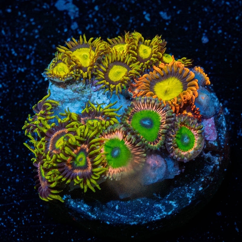 Zoanthid Multi PLug