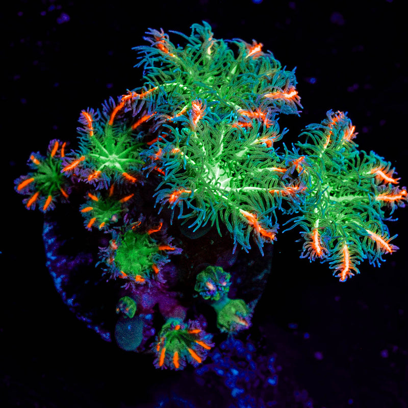 ARC Firework Clove Polyps