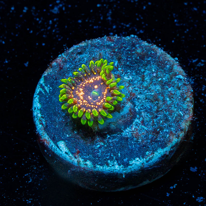 Illuminite Zoanthid