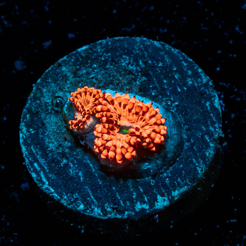 Utter Chaos Zoanthid