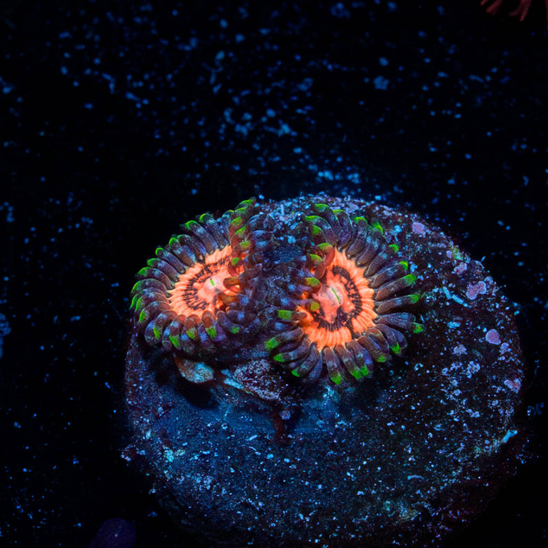 Valkyries Zoanthid