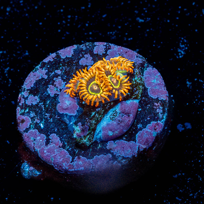 Rainbow Hornets Zoanthid