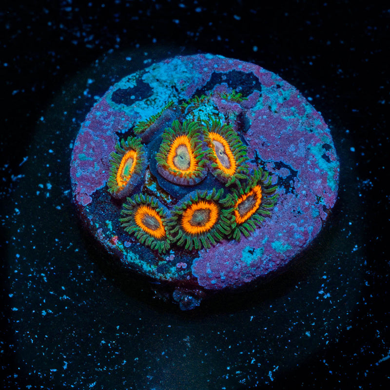 Fairy Tales Zoanthid