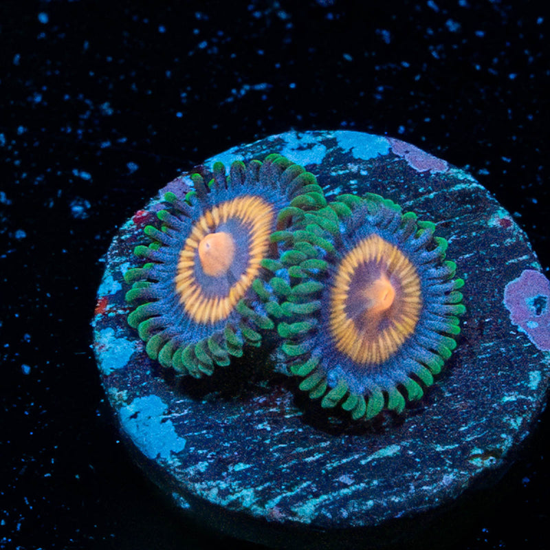 Supergirl Zoanthid