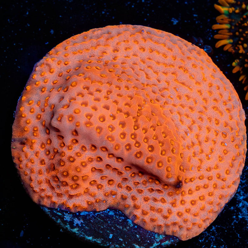 Mega chrome Montipora