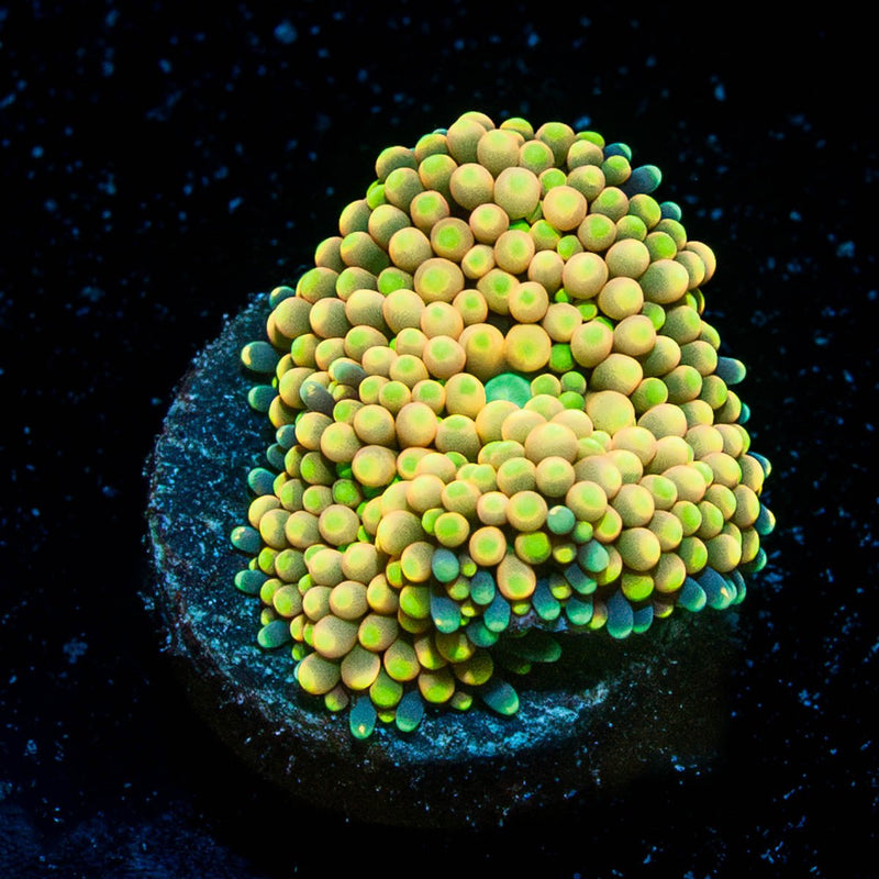 Ultra Ricordea Mushroom