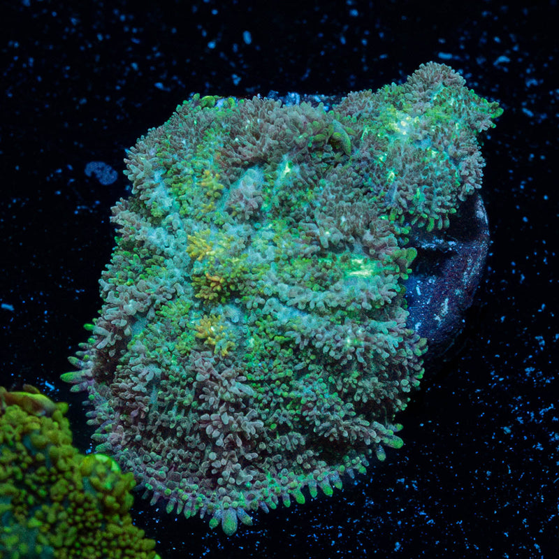 Carpet Bomb Mushroom