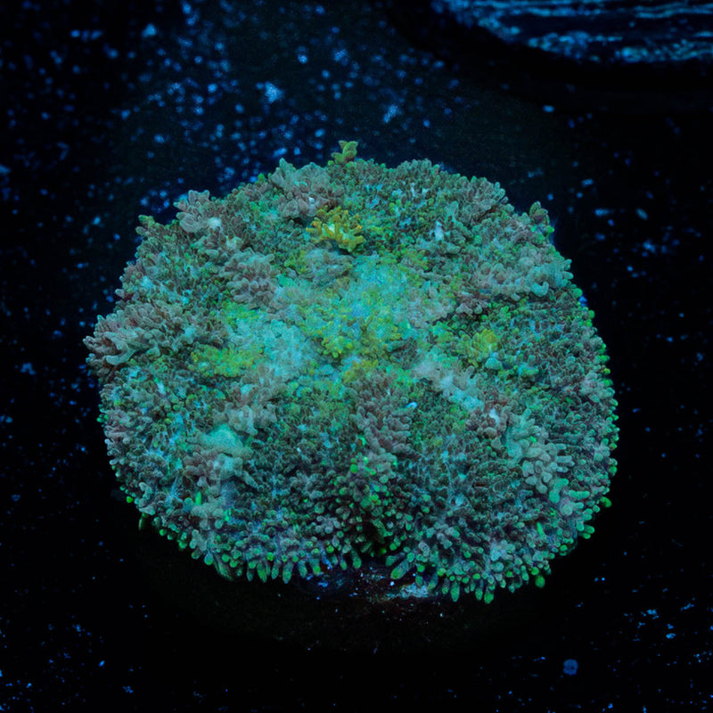 Carpet Bomb Mushroom