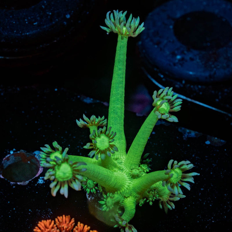 Bubble Toes Goniopora