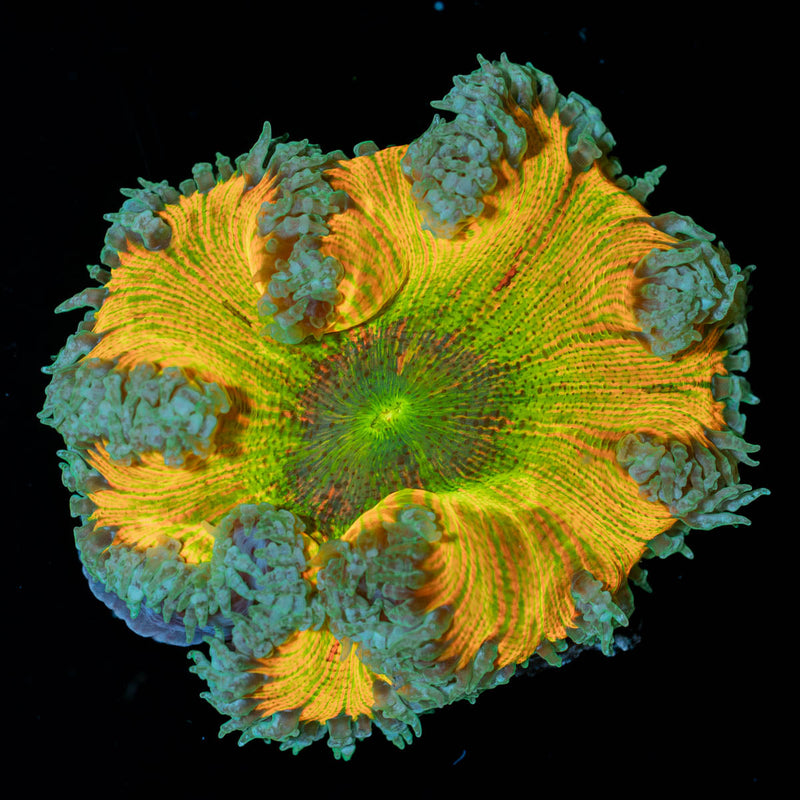 Ultra Rock Flower Anemone