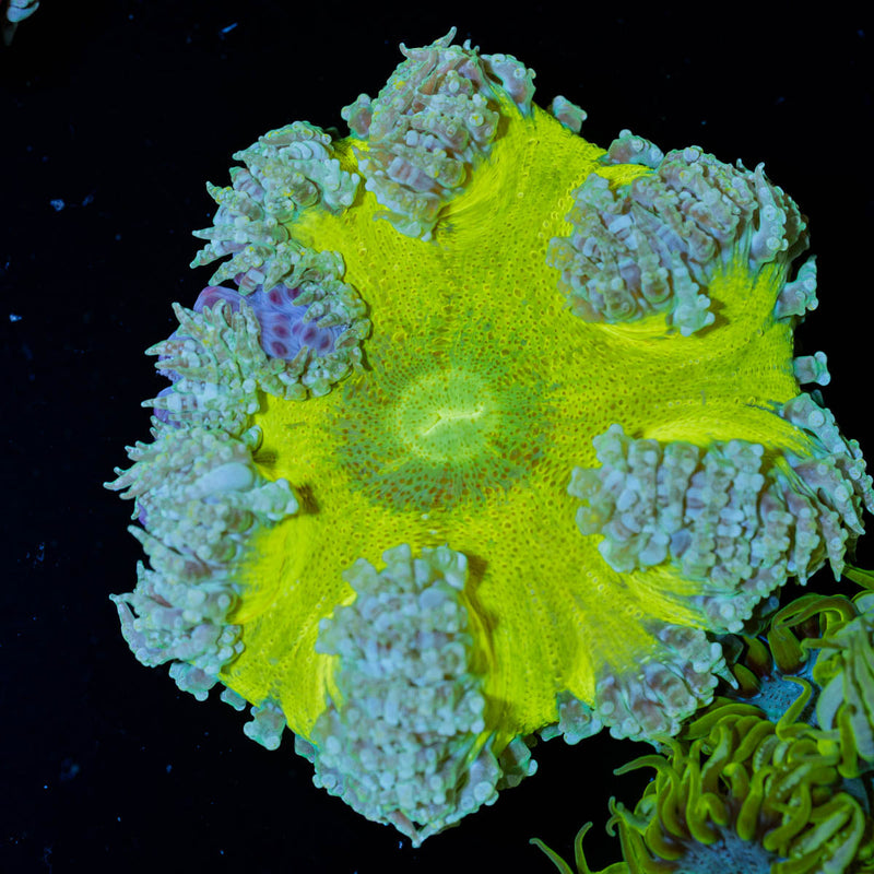 Ultra Rock Flower Anemone