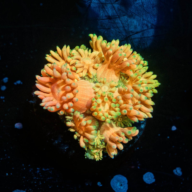 Juice Fruit Goniopora