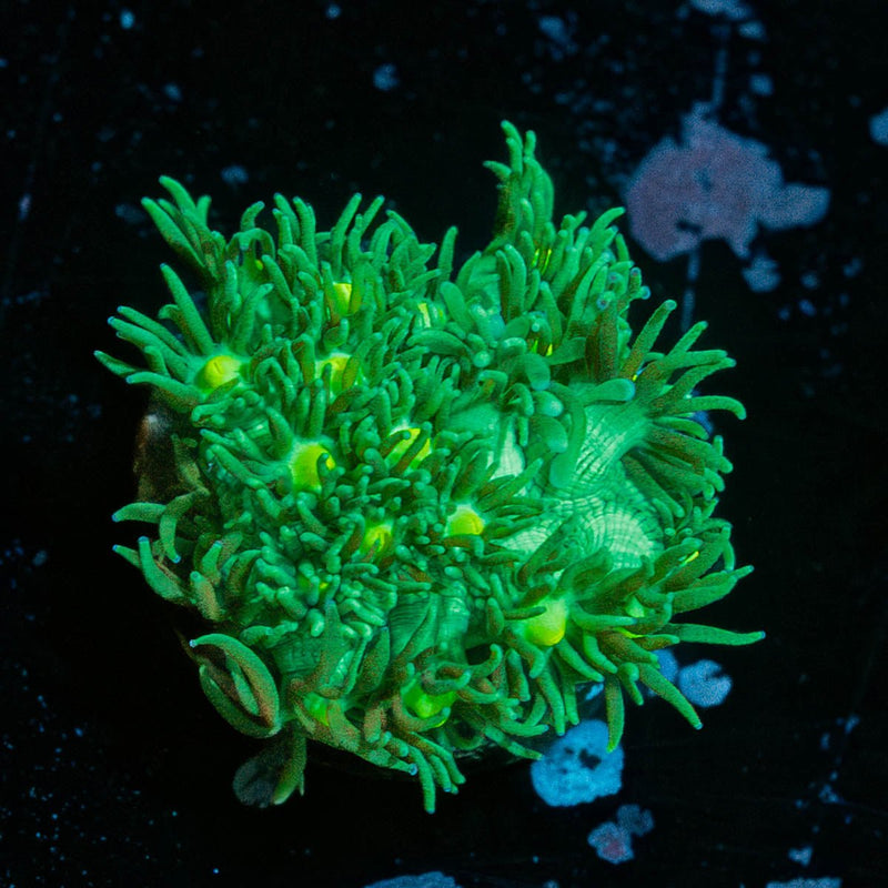 Toxic Green Goniopora