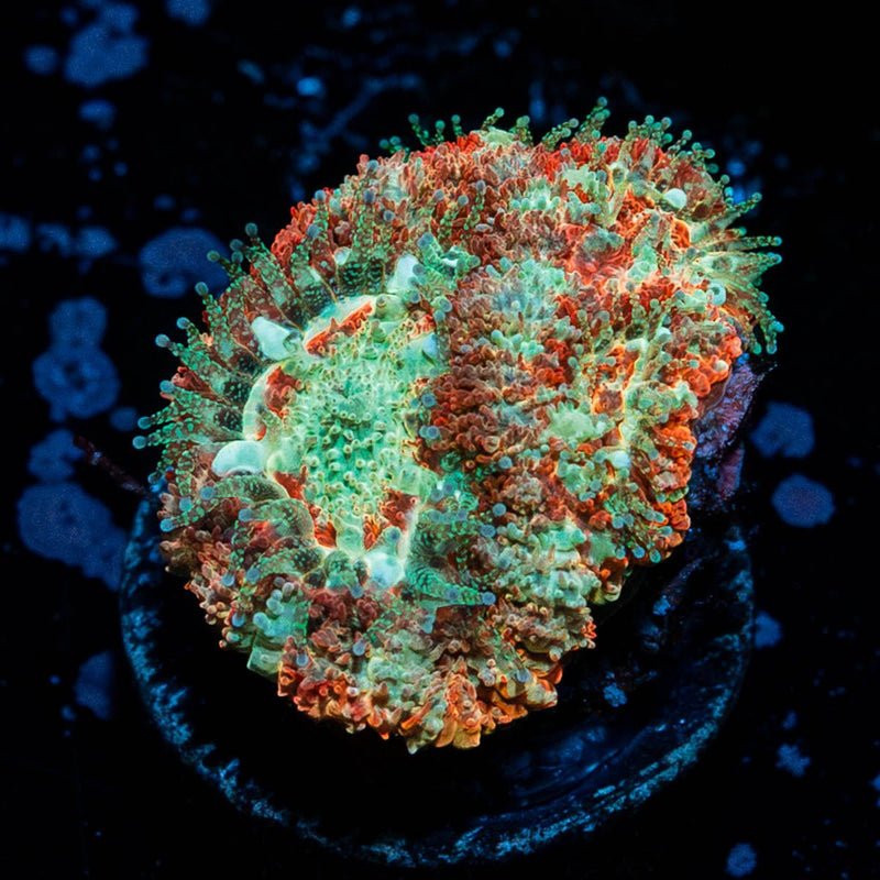 Wolverine Asian Acan