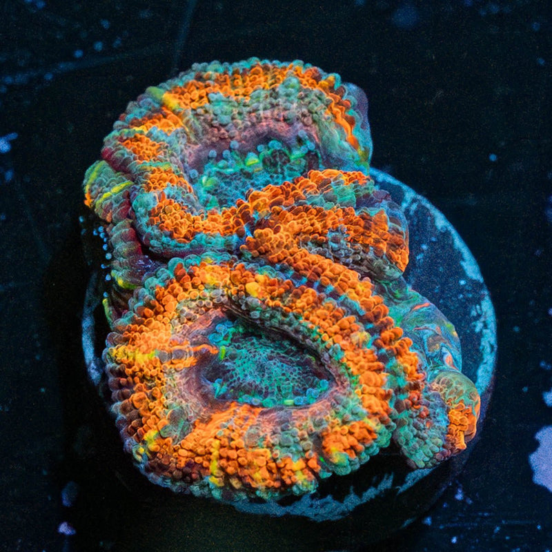 Rainbow Acan