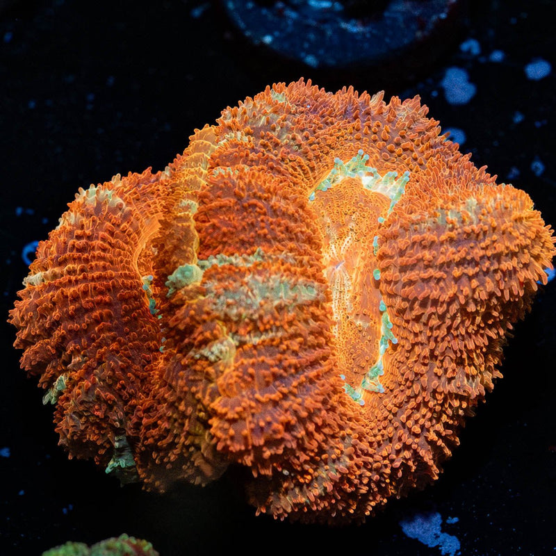 Blood Moon Asian Acan