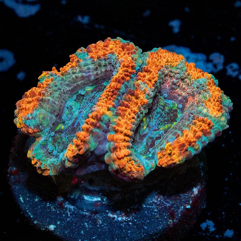 Rainbow Acan