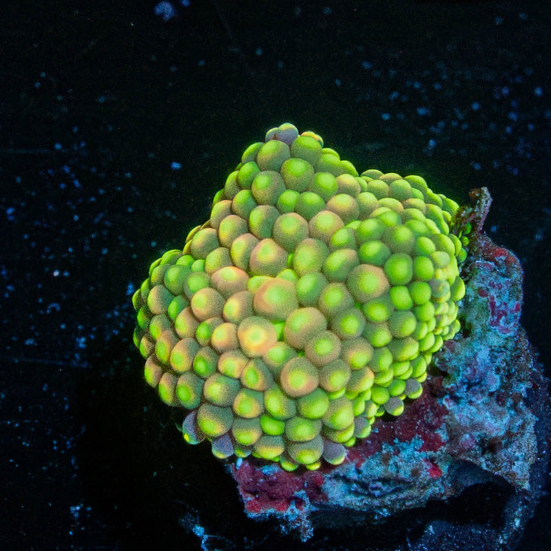 Ultra Ricordea mushroom