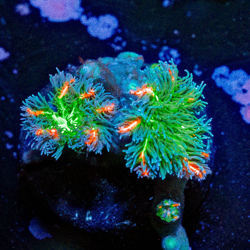 ARC FireWork Cloves Polyps