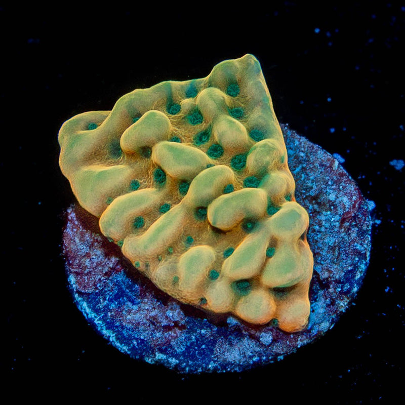 Beach Bum Montipora