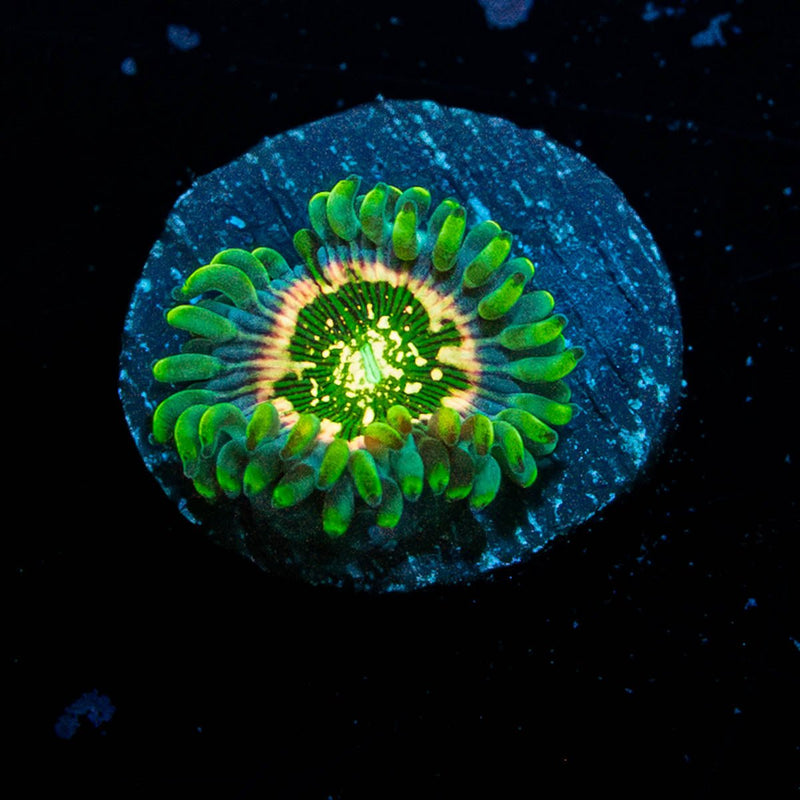 Milky Way Zoanthid