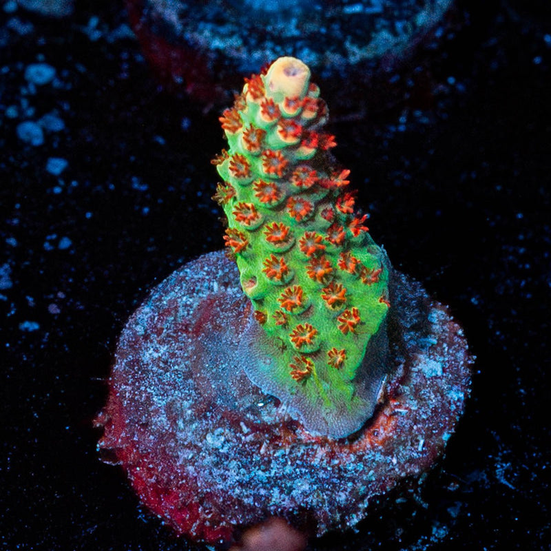 Princess Peach Acropora
