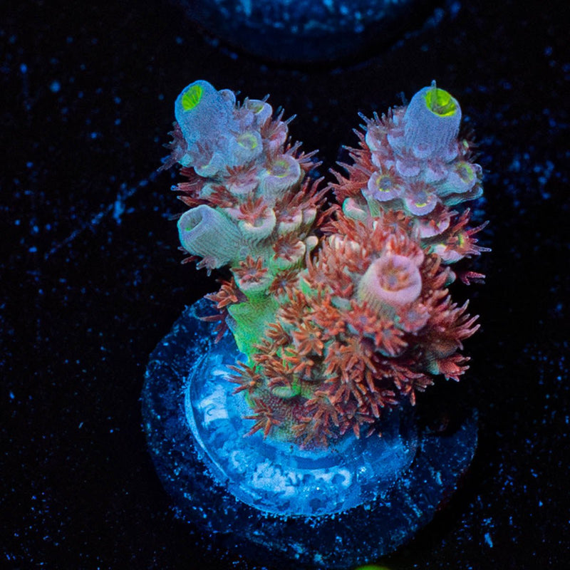 Tear Jerker Acropora