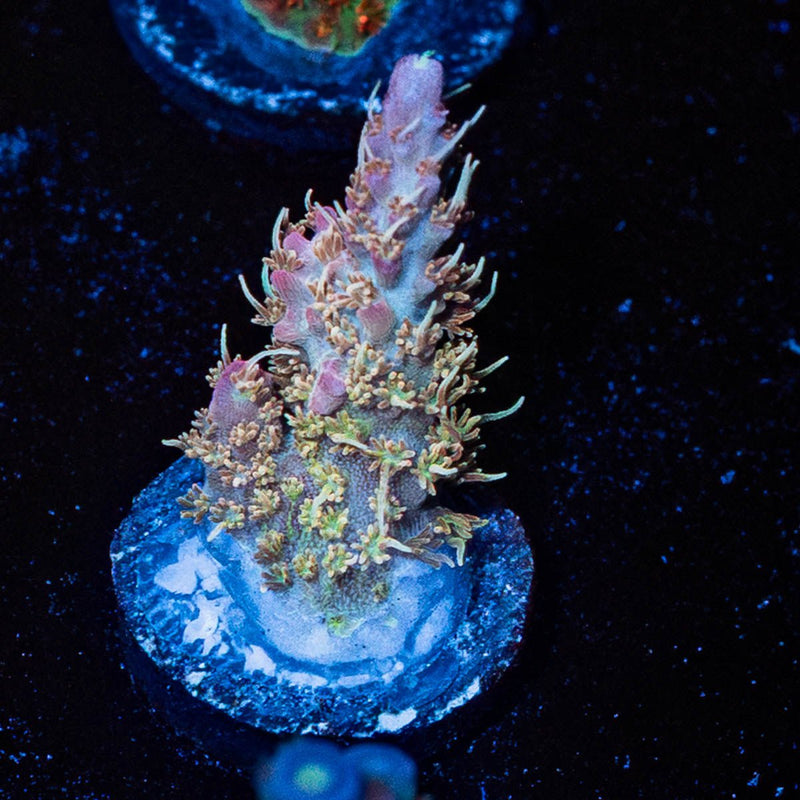 Purple Haze Acropora