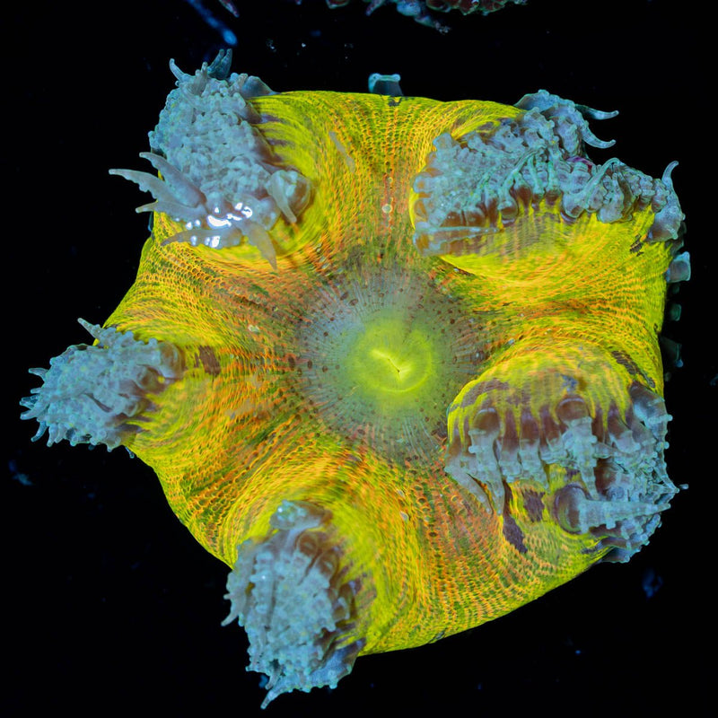 Ultra Rock Flower Anemone