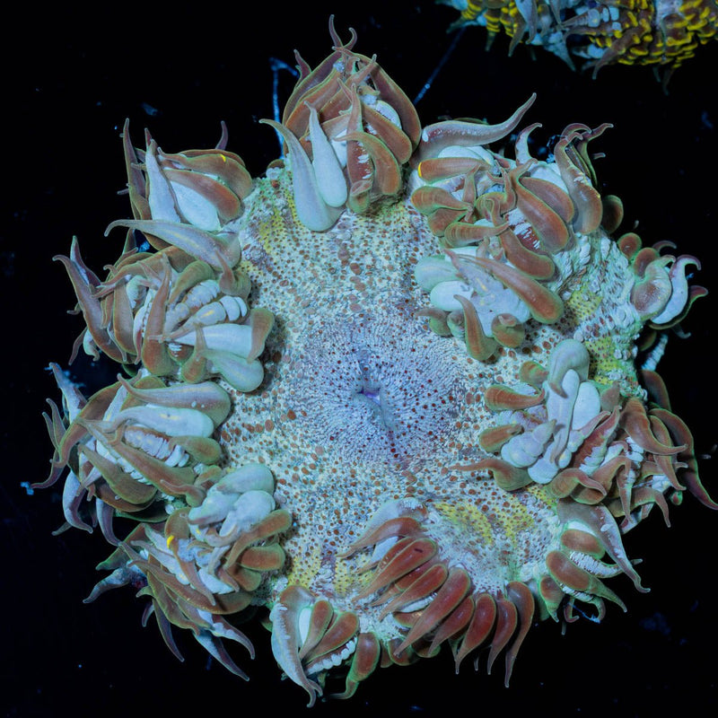 Ultra Rock Flower Anemone