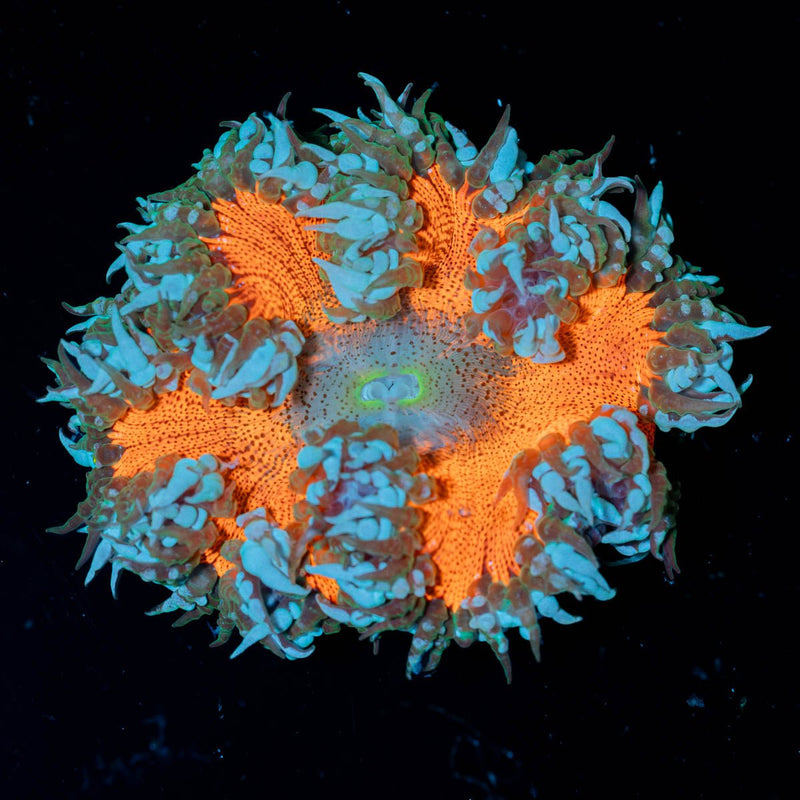 Ultra Rock Flower Anemone