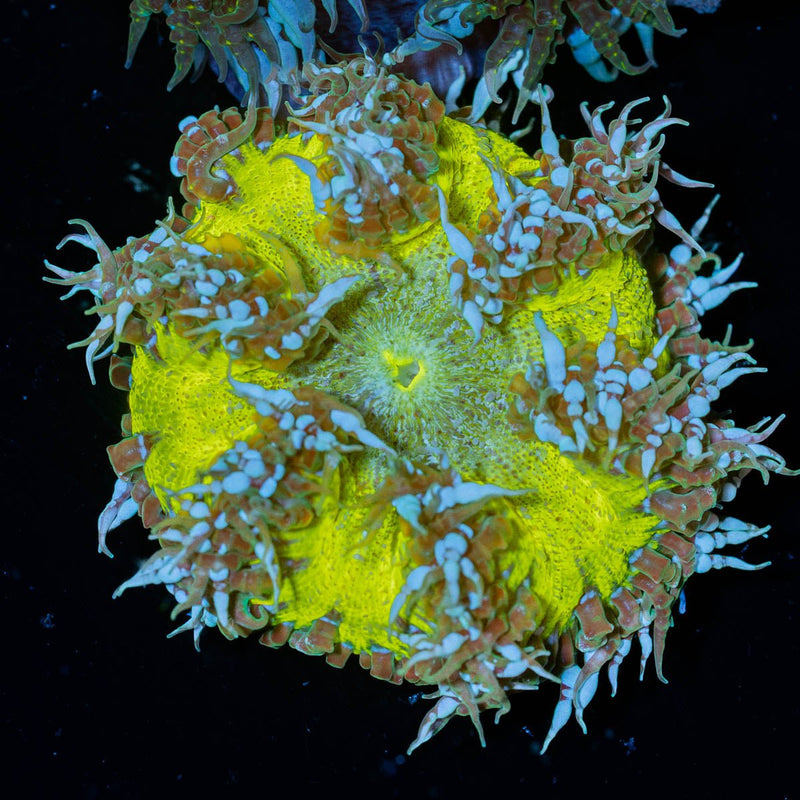 Ultra Rock Flower Anemone