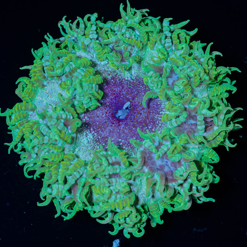 Ultra Rock Flower Anemone