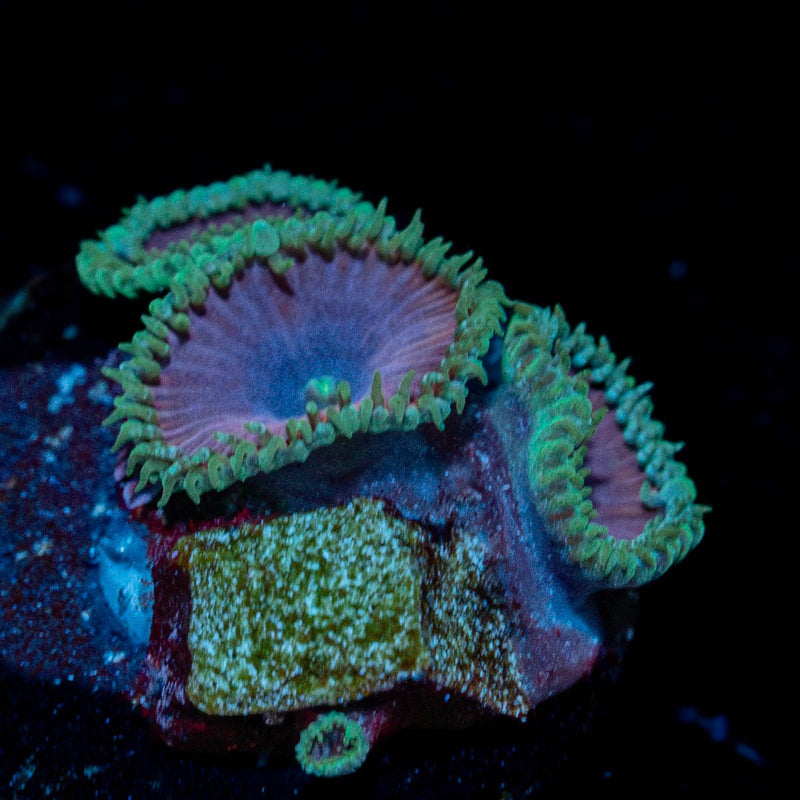 purple Death Zoanthid