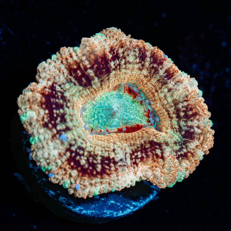 Sahara Sunset Asian Acan