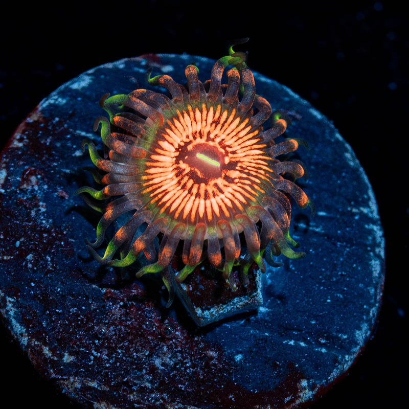 Aztec Warriors Zoanthid