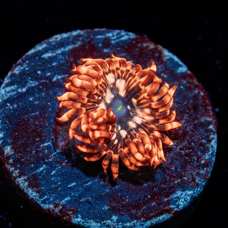 Utter Chaos Zoanthid